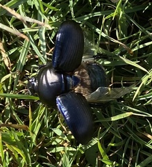 Geotrupes spiniger