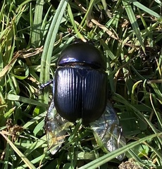 Geotrupes spiniger