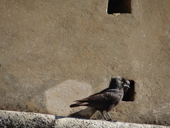 Corvus monedula