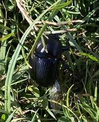 Geotrupes spiniger