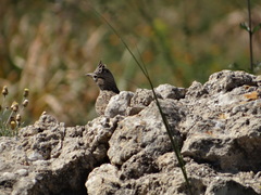 Galerida theklae ruficolor