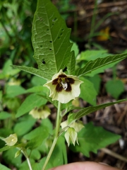 Physalis longifolia subglabrata