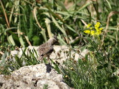 Galerida theklae ruficolor