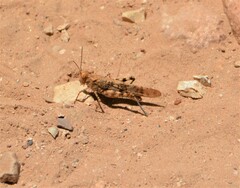 Trimerotropis cyaneipennis