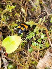 Nicrophorus hebes