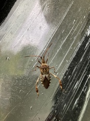 Leptoglossus occidentalis