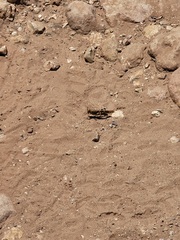 Trimerotropis cyaneipennis