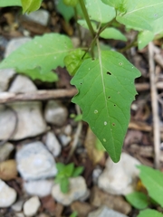 Physalis longifolia subglabrata