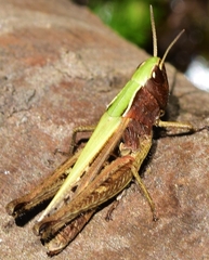 Omocestus panteli