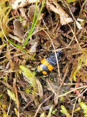 Nicrophorus hebes