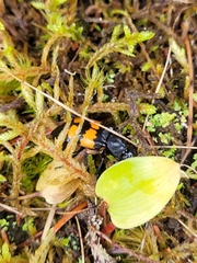 Nicrophorus hebes