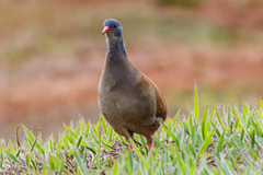 Crypturellus parvirostris