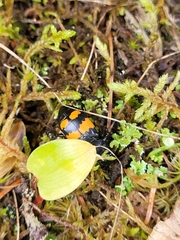 Nicrophorus hebes