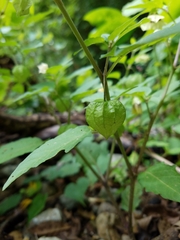 Physalis longifolia subglabrata