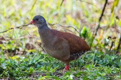 Crypturellus parvirostris