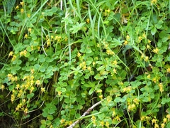 Hypericum nummularium