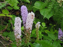 Dactylorhiza maculata
