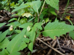 Physalis longifolia subglabrata