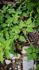 Physalis longifolia subglabrata