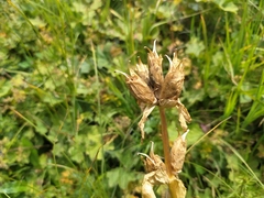 Gentiana purpurea