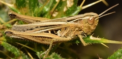 Omocestus panteli