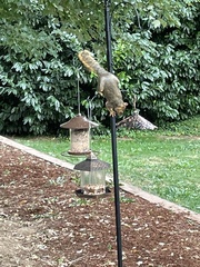 Sciurus niger