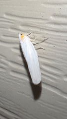 Neocenchrea heidemanni