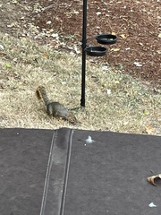 Sciurus niger