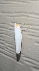 Neocenchrea heidemanni