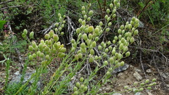 Alyssoides utriculata