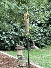 Sciurus niger