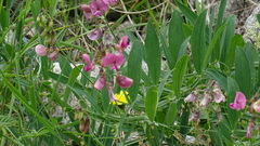 Lathyrus heterophyllus
