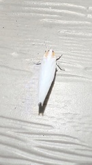 Neocenchrea heidemanni