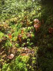 Craterellus lutescens