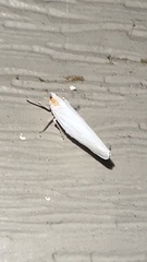 Neocenchrea heidemanni