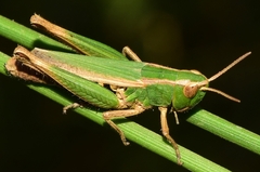 Omocestus panteli