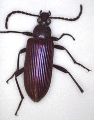 Praeugenini