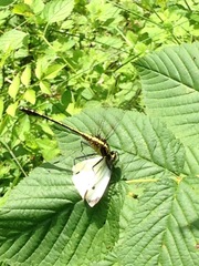 Dromogomphus spinosus