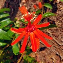Passiflora araujoi