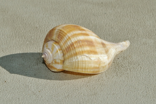 Florida Pear Whelk