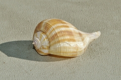 Fulguropsis pyruloides