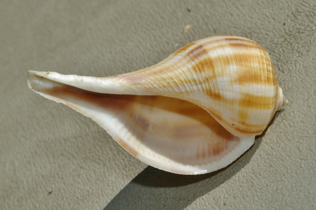 Florida Pear Whelk (North carolina marine molluscs) · iNaturalist