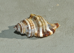 Monoplex pilearis