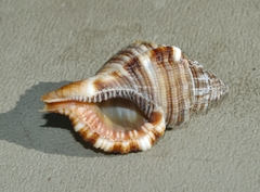 Monoplex pilearis