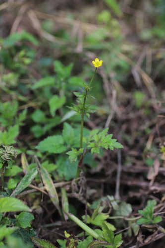 Ranunculus multifidus image