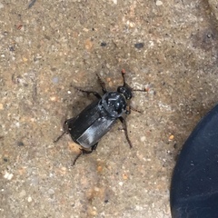 Nicrophorus humator