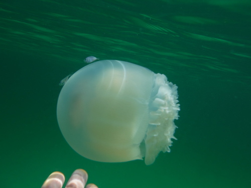 Cannonball Jelly, Walton County, FL, USA, photo 10 of 10