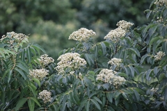 Tetradium glabrifolium