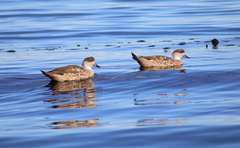 Lophonetta specularioides specularioides