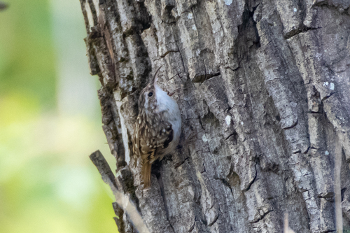 Agateador europeo (Certhia brachydactyla)